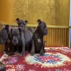 纯种恶霸犬幼犬活体宠物狗美国肌肉大型犬疫苗已做全国发货