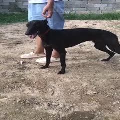 格惠犬一年多 兔子鸡都会活 价格优惠 全国发货