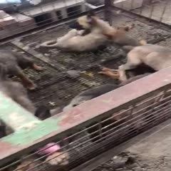 马犬 爆红马犬 黑马犬 疫苗驱虫已做 全国各地发货