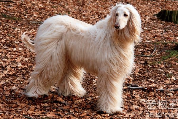 阿富汗猎犬