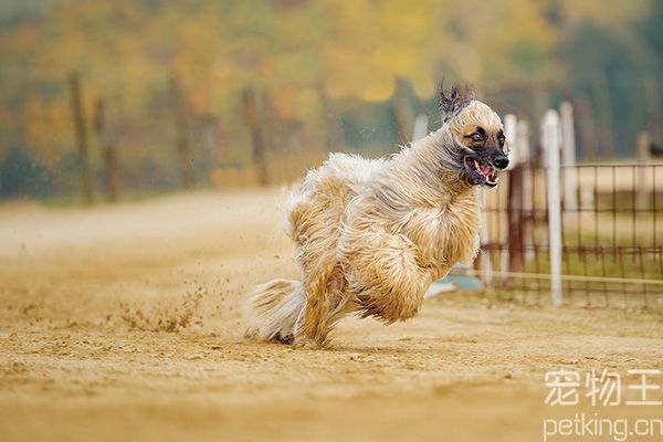 阿富汗猎犬速度极快