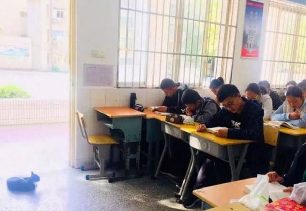 流浪猫误闯高中教室，老师同学要驱赶它，猫咪的做法让它成为班宠