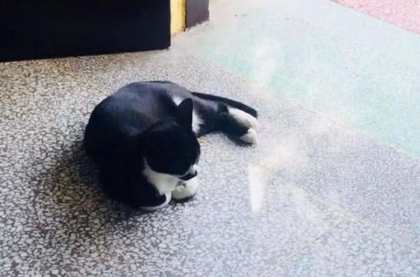 流浪猫误闯高中教室，老师同学要驱赶它，猫咪的做法让它成为班宠