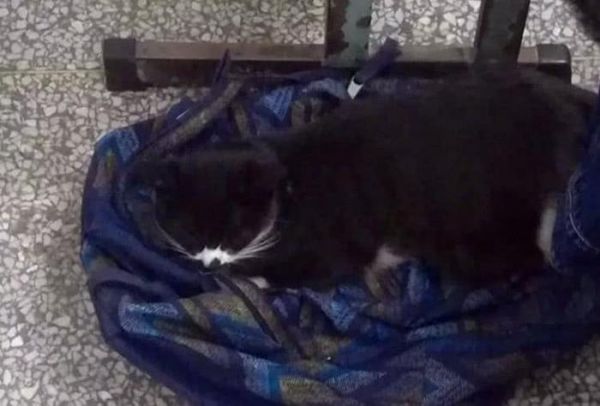 流浪猫误闯高中教室，老师同学要驱赶它，猫咪的做法让它成为班宠