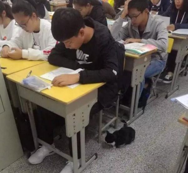 流浪猫误闯高中教室，老师同学要驱赶它，猫咪的做法让它成为班宠