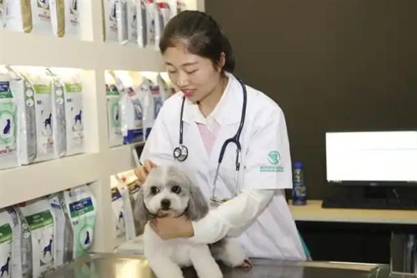 怎样选择靠谱的宠物医院，要看口碑、医生资质、设备等
