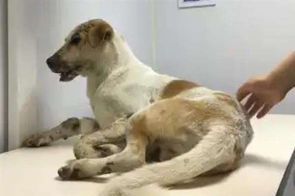 怎样选择靠谱的宠物医院，要看口碑、医生资质、设备等