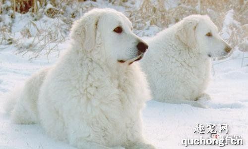 狗狗犬窝咳吃什么药效果好？