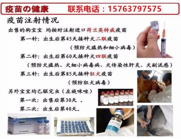 河北衡水阜城狗场品种全