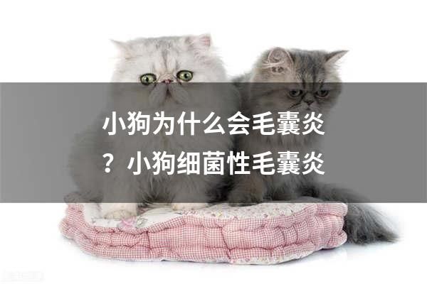 小狗为什么会毛囊炎？小狗细菌性毛囊炎
