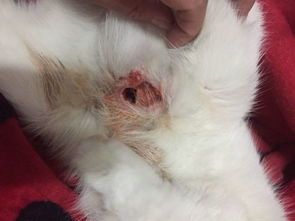 猫乳头毛囊炎怎么治（治疗方法和注意事项）