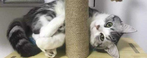 坐高铁回家猫咪的托运方法