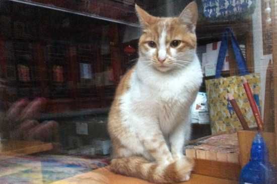 坐高铁回家猫咪的托运方法