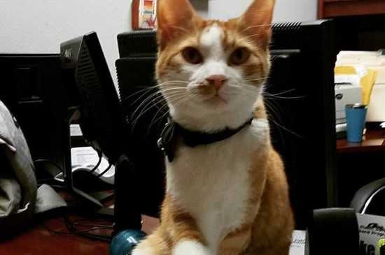 坐高铁回家猫咪的托运方法