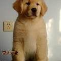 精品大头金毛幼犬 签合同保纯种健康 欢迎咨询