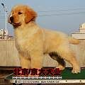 纯种金毛幼犬 保纯种健康 签订售后协议