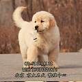 纯种大头金毛犬 纯种健康金毛猎犬 喜欢的联系我