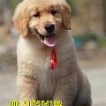 金毛幼犬 纯种赛级的金毛 骨架大 北京金毛犬舍