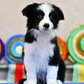 纯种边境牧羊犬哪里可以买到 边境牧羊犬幼犬多少钱一只
