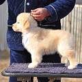 纯种金毛犬 北京大头金毛 枫叶系金毛犬 出售签协议