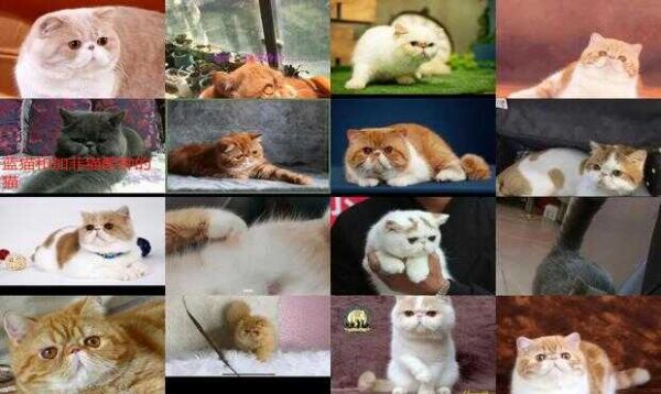 加菲猫配种价格