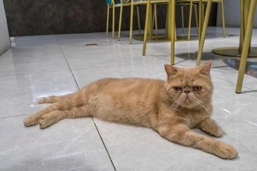 加菲猫多少钱一只