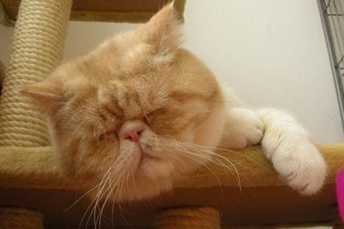 加菲猫多少钱一只