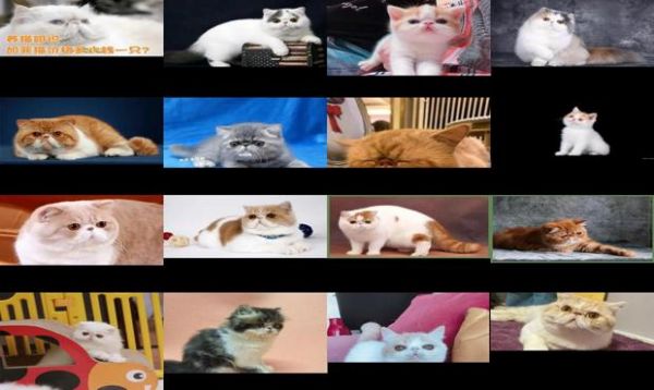 纯色加菲猫多少钱一只