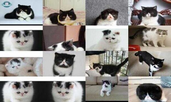 加菲猫价格图片大全黑白
