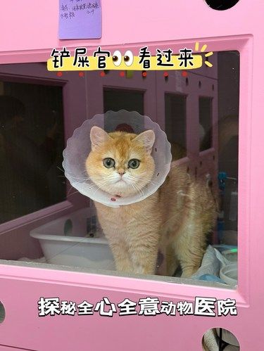 铲屎官必看！探秘这家24小时暖心宠物医院