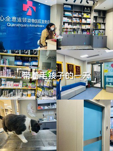 猫咪看病日记～