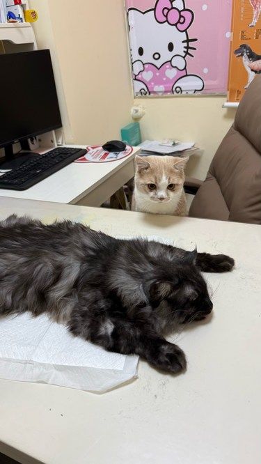 今天猫主子心情复杂了