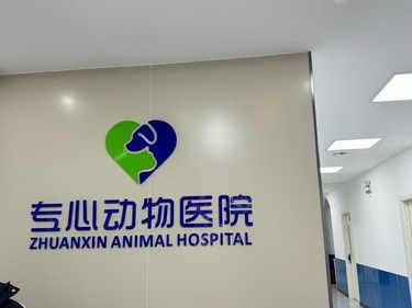 带着毛孩子翻新的一天