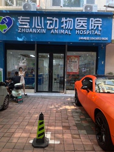 带着毛孩子体检的一天