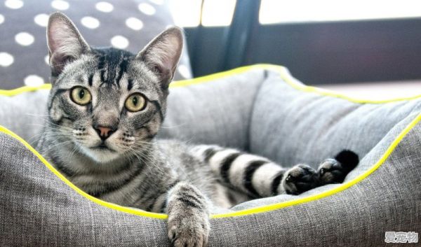 加菲猫多少钱一只，宠物市场帮客户选加菲猫 - 爱宠物