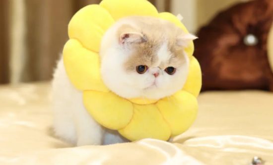 加菲猫颜色以及价格