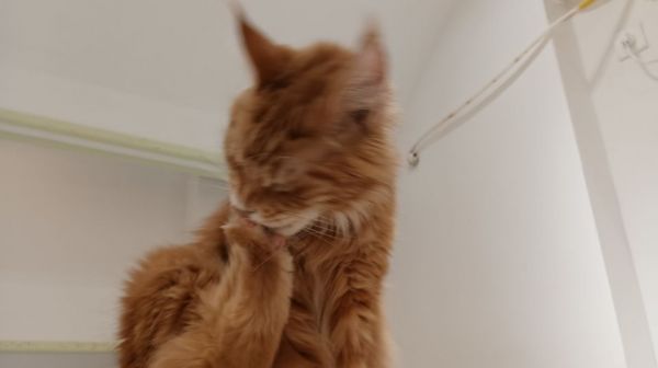 布偶猫拉屎，总粘毛上怎么办？