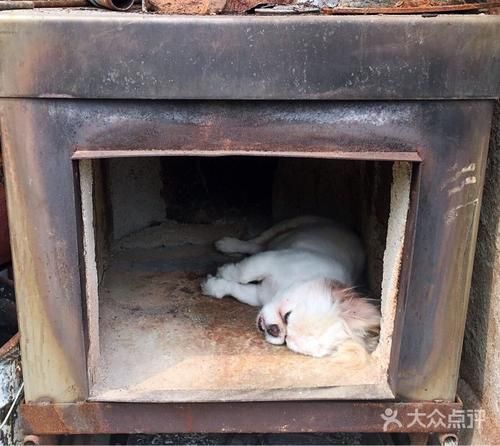 哈尔滨宠物殡葬服务流程,手续