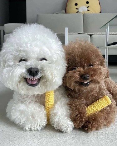 可爱的摇粒绒