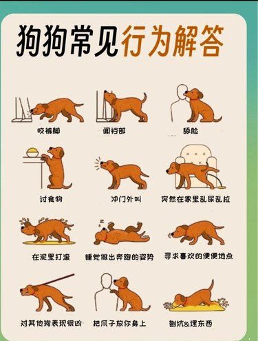 毛孩子也是知道错的狗狗这些行为原谅我不懂