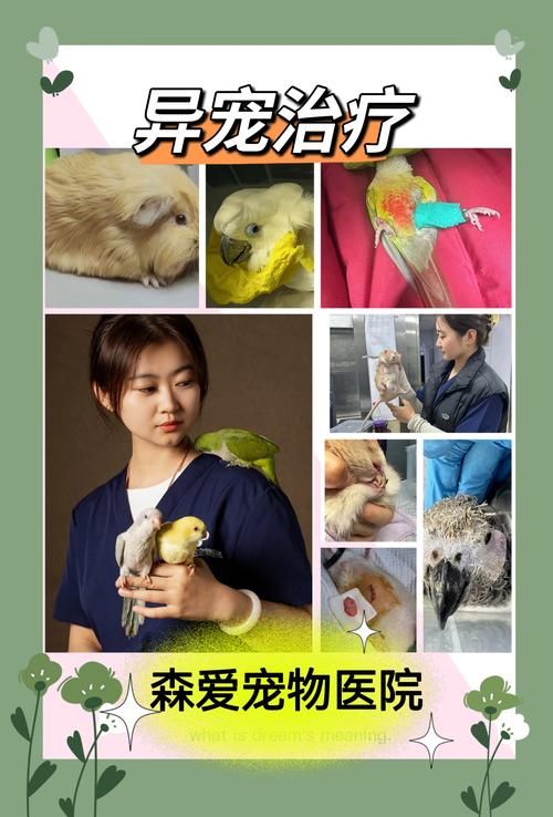 北京中农大宠物医院，乌龟哪里可以看医生？