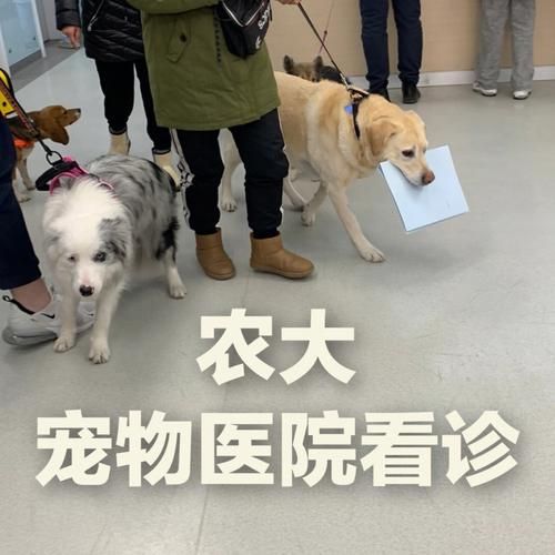 北京农大宠物医院价格表（北京农大宠物医院电话号码是多少）