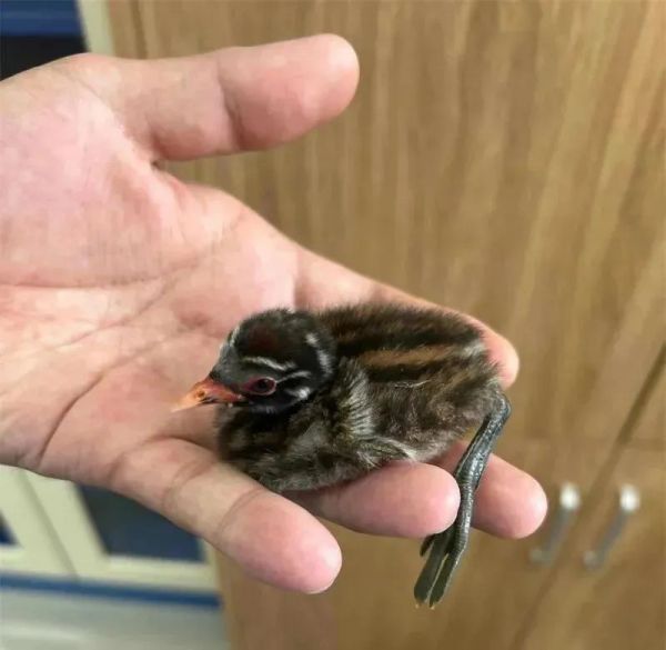路边捡拾幼鸟？专家：大部分不需要救助