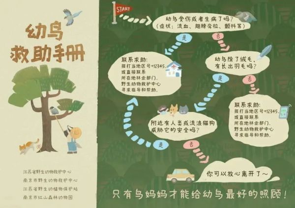 路边捡拾幼鸟？专家：大部分不需要救助