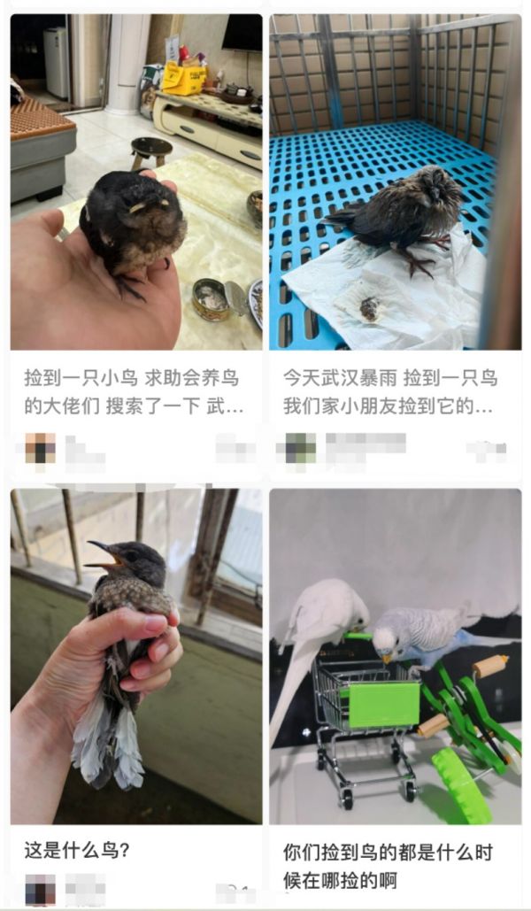 路边捡拾幼鸟？专家：大部分不需要救助