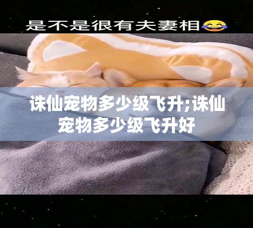 诛仙宠物多少级飞升;诛仙宠物多少级飞升好