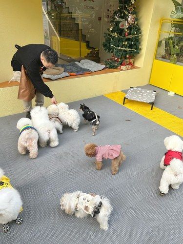狗狗也要上幼儿园啦/猫狗社交天堂来啦 