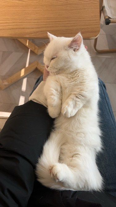 猫生活，慵懒得刚刚好