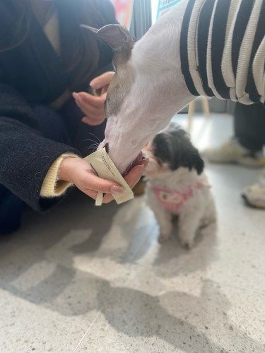 带着毛孩子体检的一天