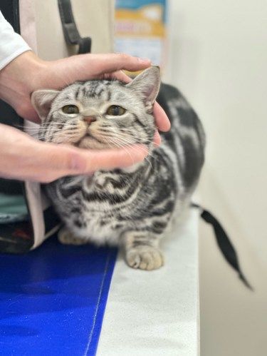 猫咪医院日常